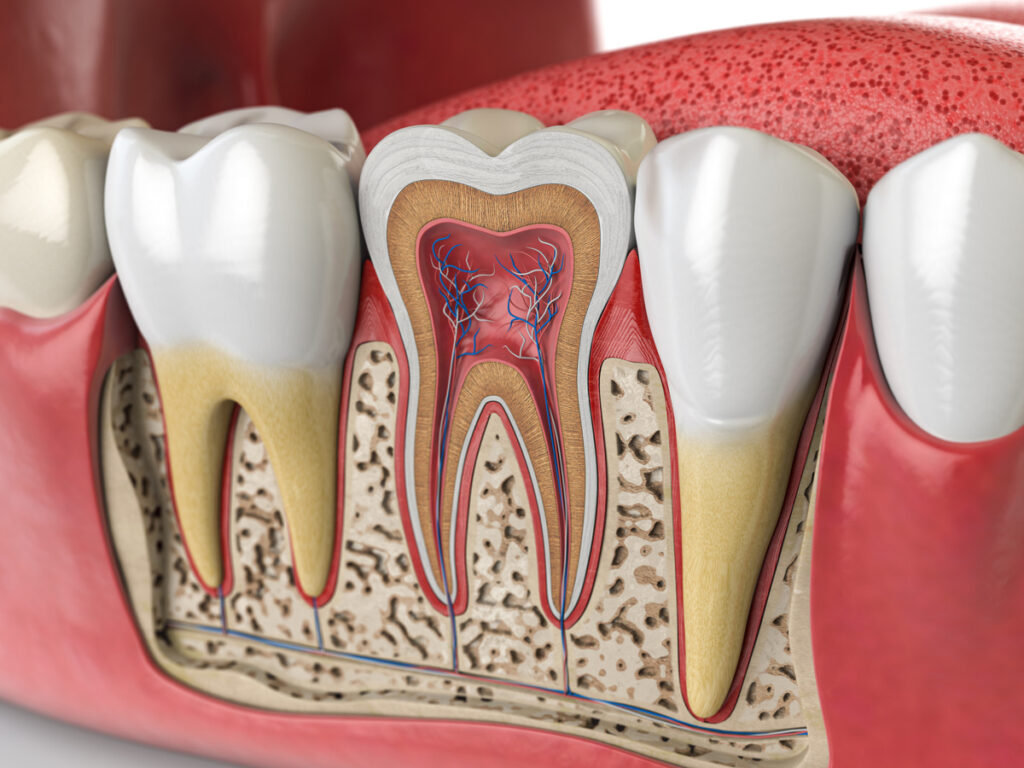 Human teeth anatomy. Cross section of human tooth.