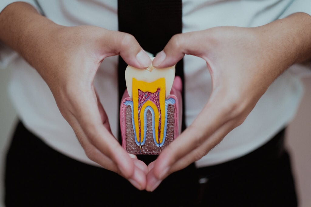 person holding tooth model